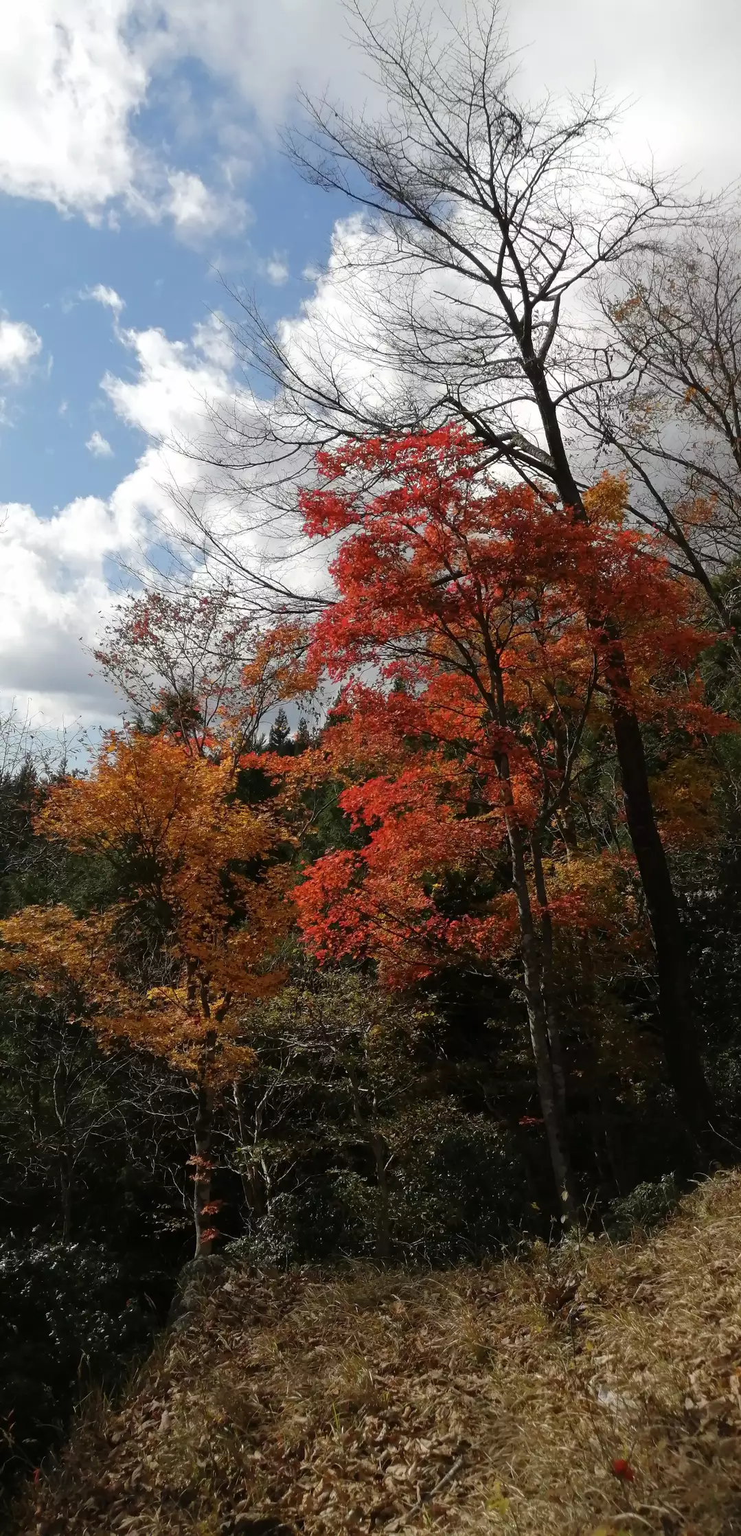 紅葉の美しさに何度も足留め 本仁田山 川苔山とちょっとその先まで のぶさんの川苔山 川乗山 の活動データ Yamap ヤマップ