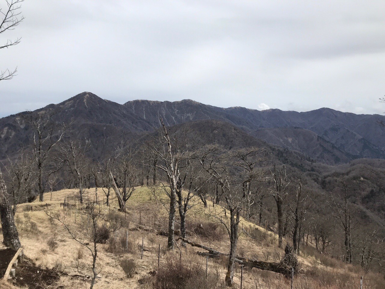 檜洞丸 石棚山山稜 ツツジ新道 とっちーさんの大室山 丹沢 畦ヶ丸山 菰釣山の活動データ Yamap ヤマップ