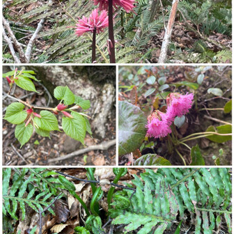 経ヶ岳・法恩寺山 お花たち3