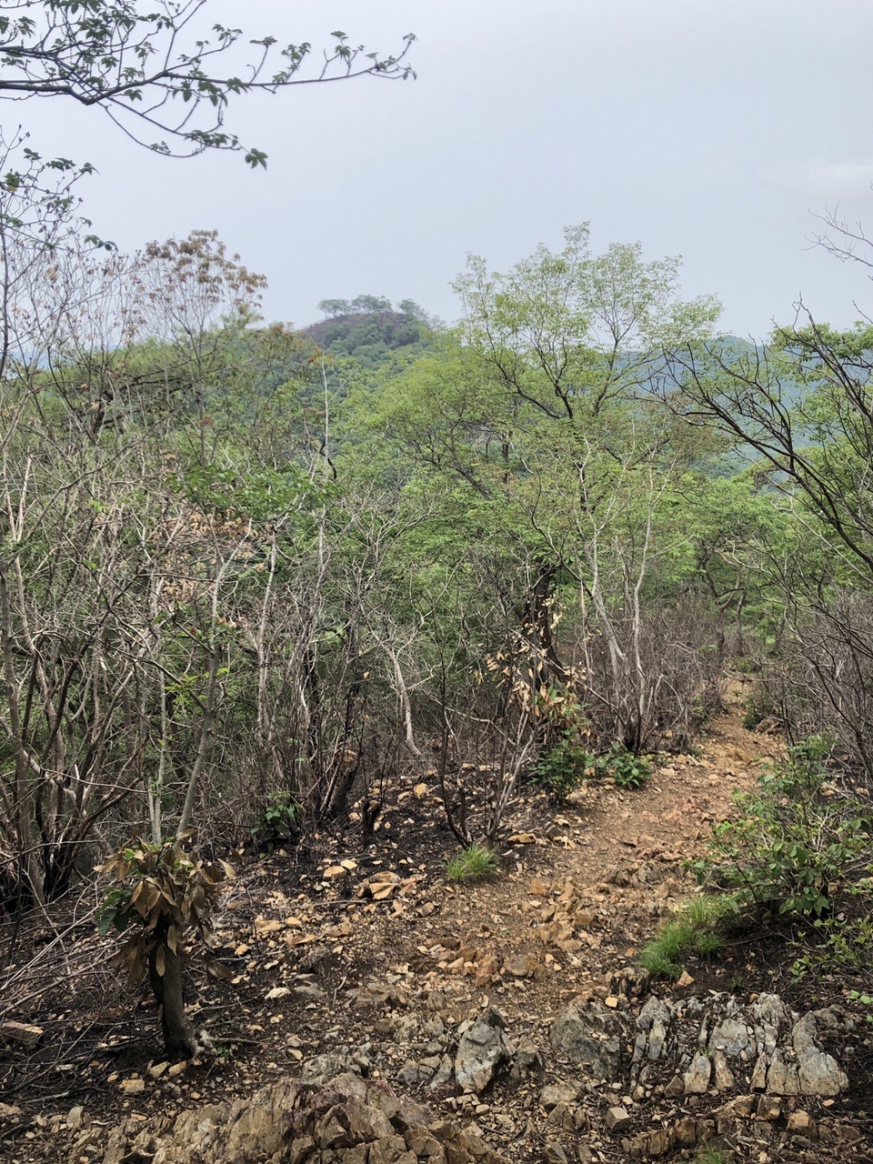 両崖山・仙人ヶ岳・石尊山 これから向かう天狗山が見えます