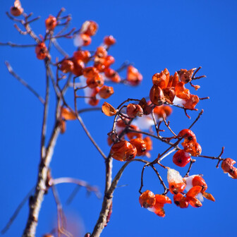 鳥海山・七高山・笙ヶ岳 なんの実？