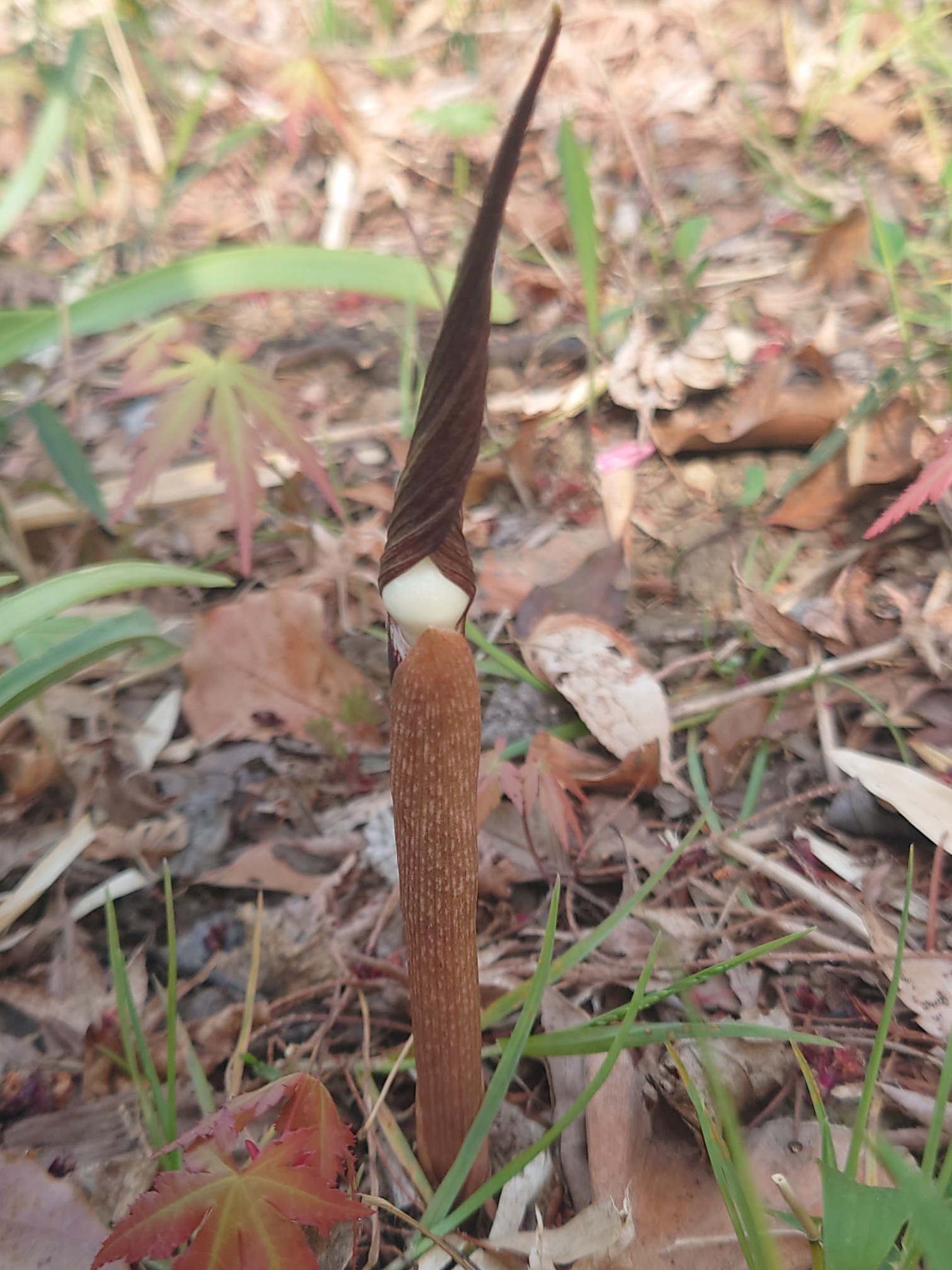 たまには野に咲く花以外も 日比谷花壇 大船フラワーセンター Ancさんの鎌倉市の活動データ Yamap ヤマップ