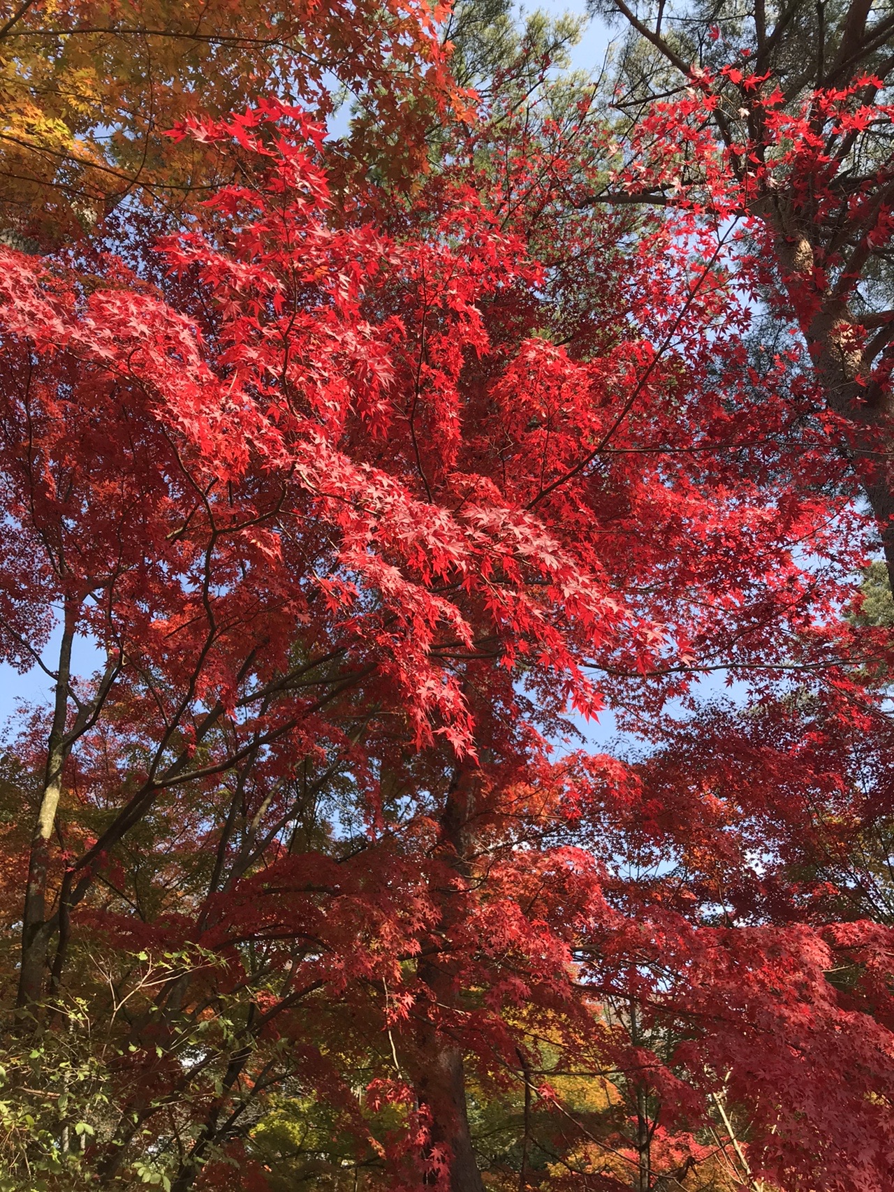 紅葉 トレラン 須磨浦 新神戸 パクさんさんの六甲山 長峰山 摩耶山の活動日記 Yamap ヤマップ
