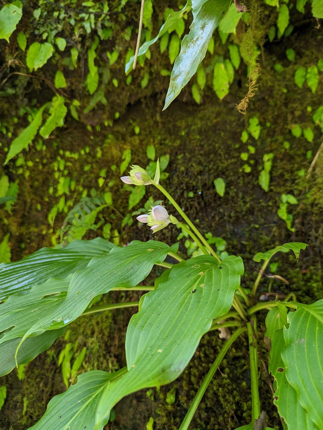 加江田渓谷、タニワタリ咲きましたの写真