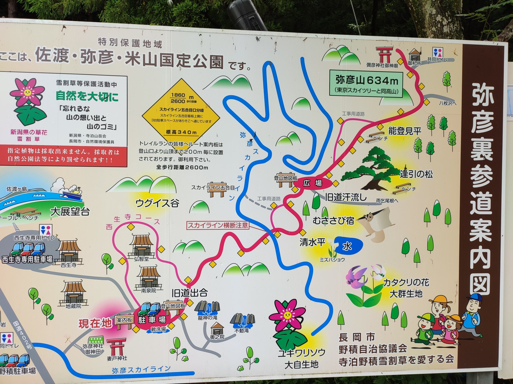 弥彦山 裏参道コース 令和３年８月１５日 かずさんの弥彦山 多宝山 雨乞山の活動データ Yamap ヤマップ