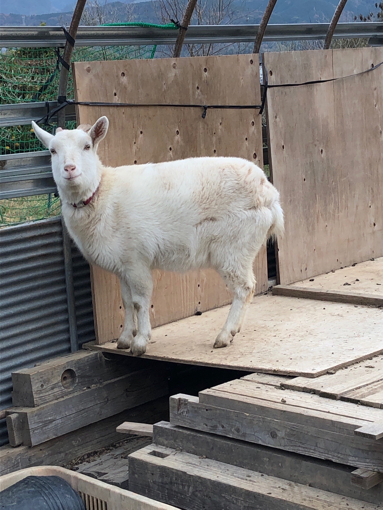 メイちゃんに年末のご挨拶 ちえみさんの立花山 三日月山 城ノ越山の活動データ Yamap ヤマップ
