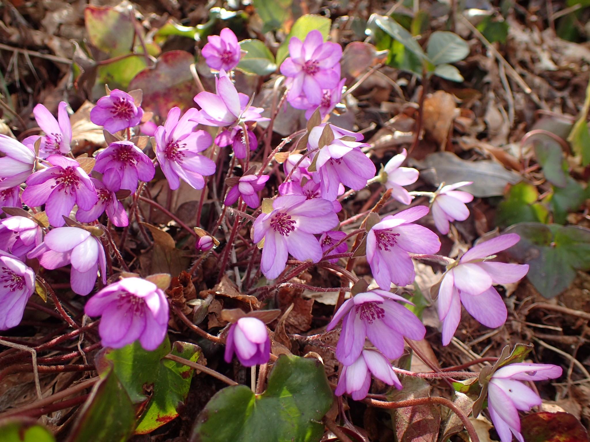雪割草満開の角田山 / METAL-渓山さんの角田山の活動データ