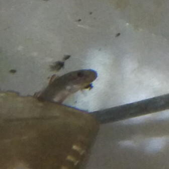 ストローバッタ