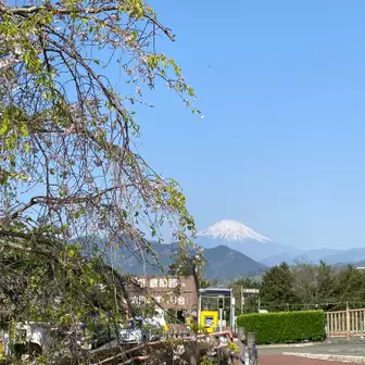 しだれ桜と富士山。