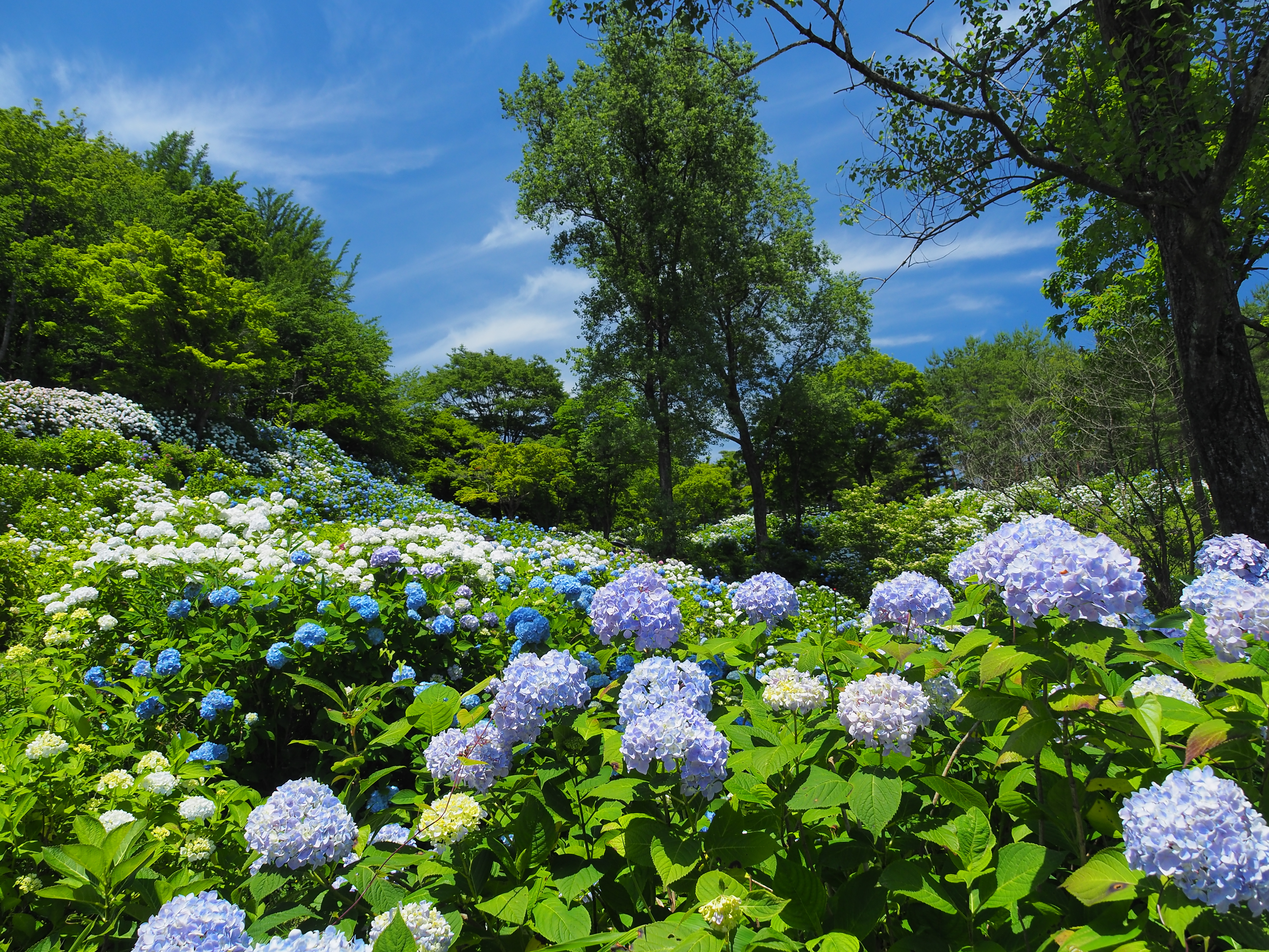 舞鶴自然文化園の紫陽花 Lagotis Glaucaさんの多祢山の活動データ Yamap ヤマップ
