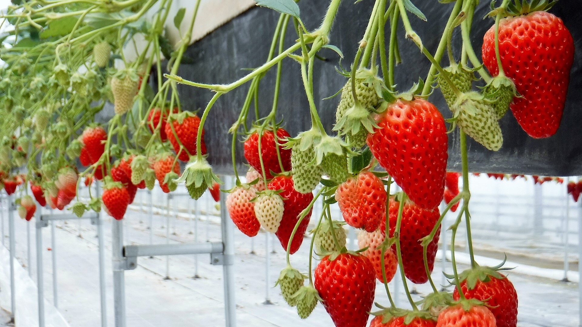 木津川ウォーキングでいちご狩り 03 14 ともさんの京街道 淀宿 枚方宿 の活動日記 Yamap ヤマップ