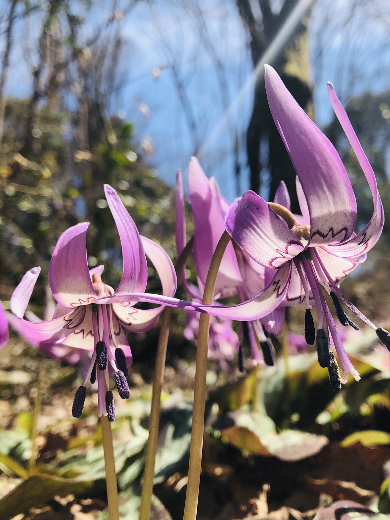 ポンポン山系花詣 4月 やまたいらさんのポンポン山 京都府 釈迦岳 小塩山 若山の活動日記 Yamap ヤマップ