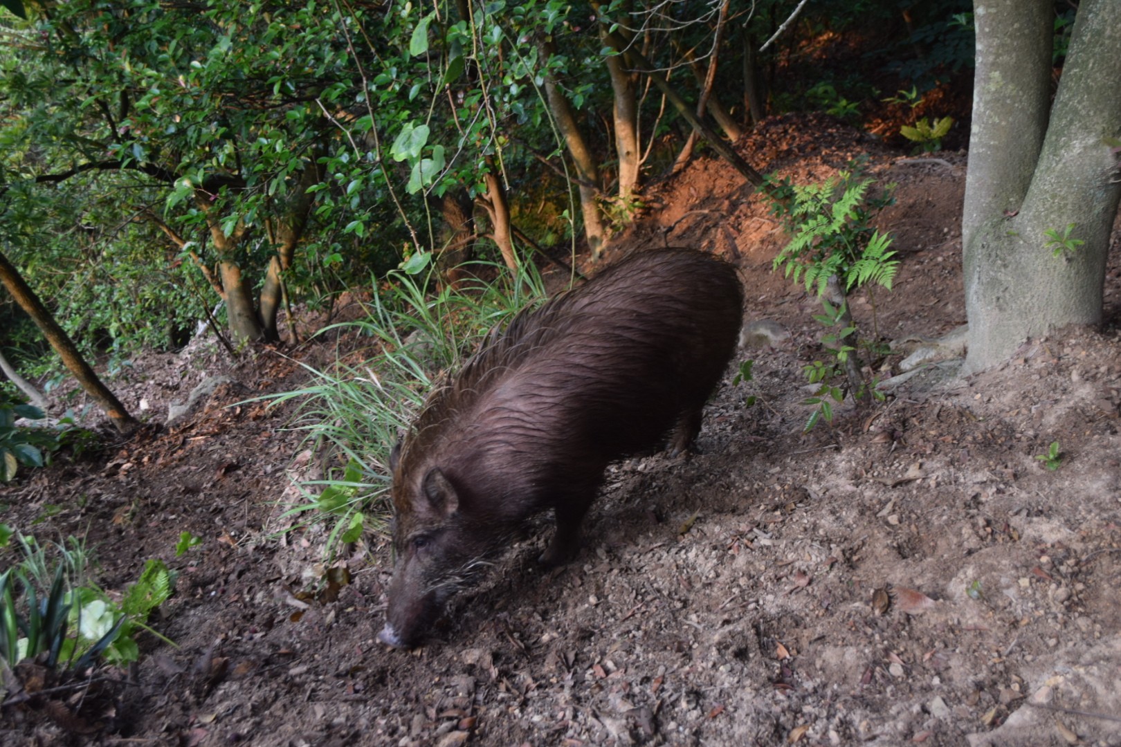 蔵王山 福山市 21 06 24 やまんぼうさんのウォーキングの活動日記 Yamap ヤマップ