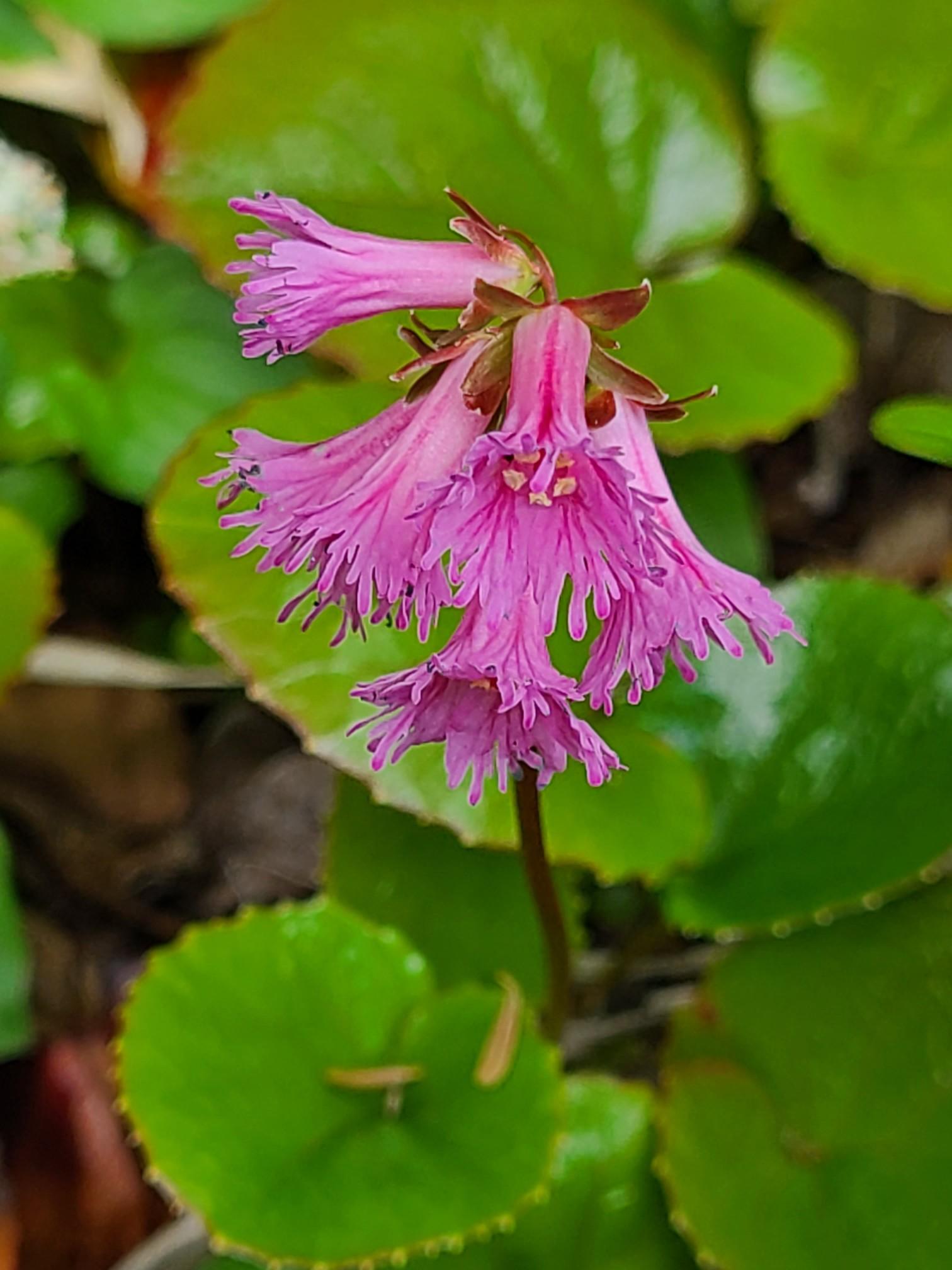 3C2 キバナノアツモリソウ 3C2 キバナノアツモリソウ キバナノアツモリソウ - アツモリソウ・野生