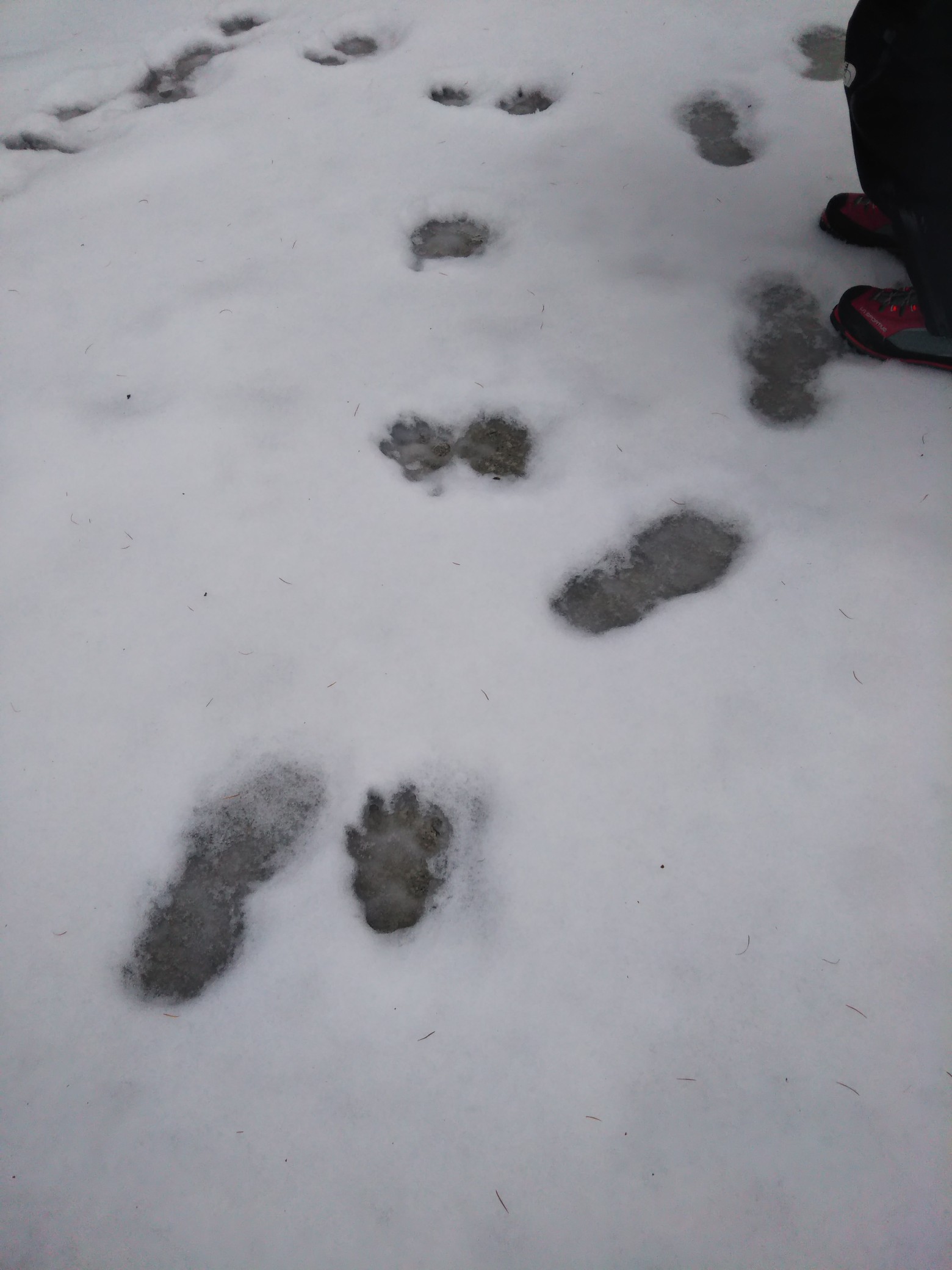足跡 付きたて ビクビク高清水トレイル 伯州山 霧ヶ原 19 12 12 ぽっきーさんの伯州山 霧ヶ原の活動日記 Yamap ヤマップ