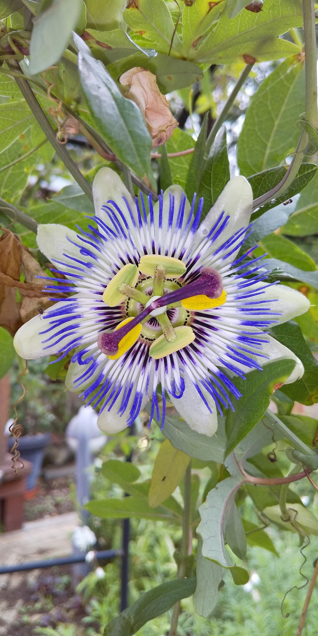 花散歩 からきだの道の紫陽花からグリーンライブセンターのトケイソウ 19 06 23 マモくんさんの多摩市の活動データ Yamap ヤマップ