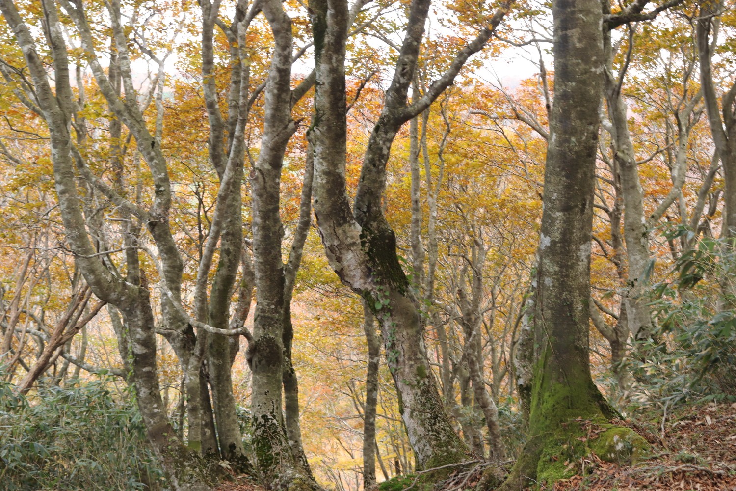 中国地方の山100選のきたけ峰 千軒平 奥ぶなの平 ブナの森を楽しみました Guutaramam まむさんの岡山県立森林公園 千軒平 すずのこ平の活動データ Yamap ヤマップ