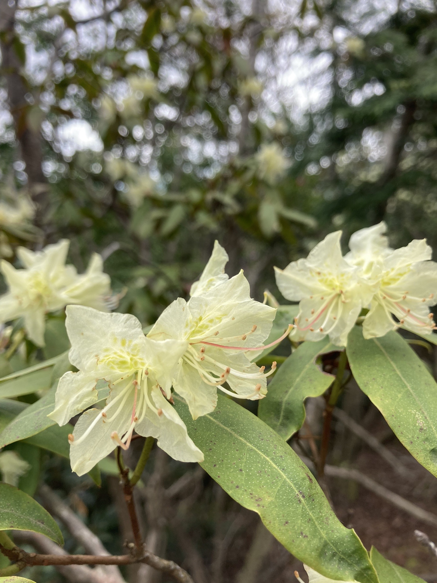 ヒカゲツツジの翠黛山 金毘羅山へ サスケのママさんの金毘羅山 翠黛山 焼杉山の活動データ Yamap ヤマップ
