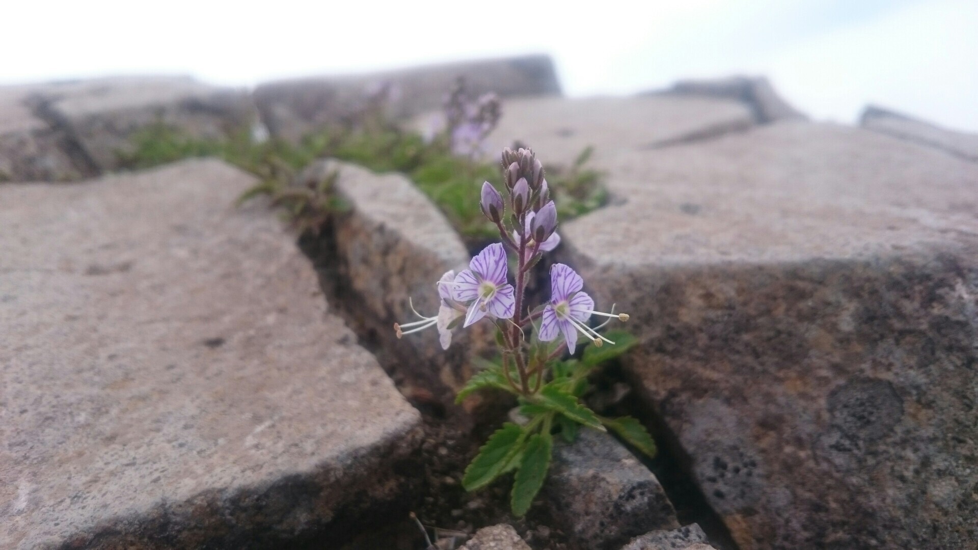 バンダイクワガタの花が咲いている磐梯山 やまやさんの磐梯山 雄国山 赤埴山の活動データ Yamap ヤマップ