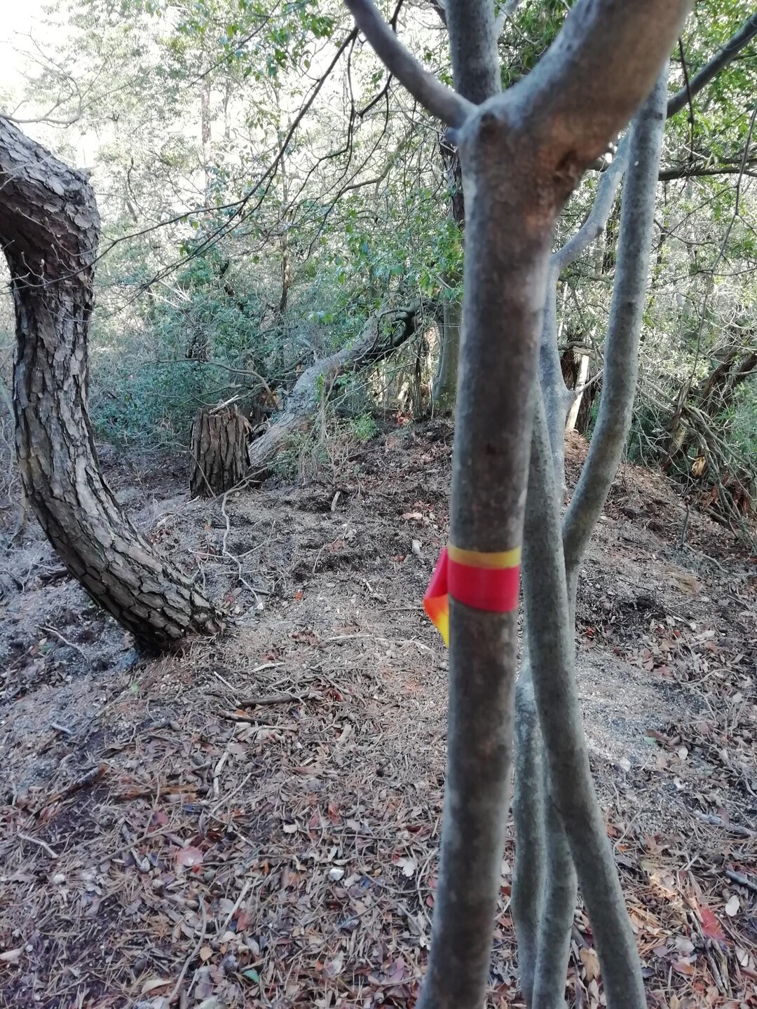 猿投山 梅の木-方平尾根北側の写真