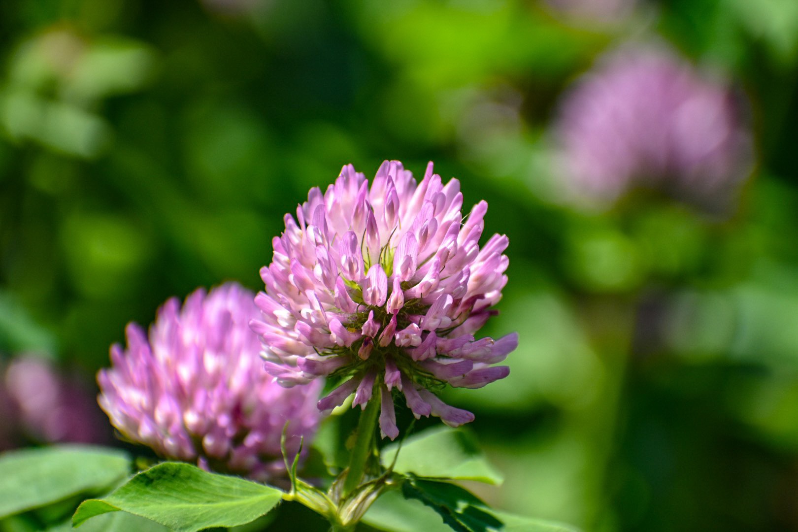 真夏日の玄岳 帰る時 私はヘロヘロです Merrystyletさんの玄岳の活動日記 Yamap ヤマップ