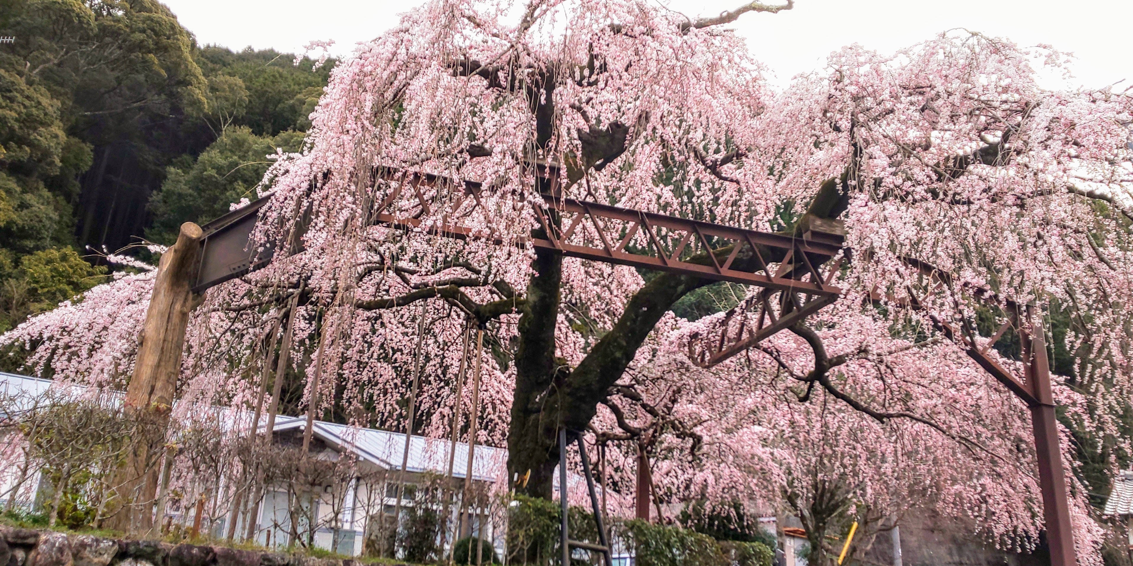チャレンジ 熊野古道伊勢路踏破 ７ 荷坂峠を越えて 大内山 紀伊長島 2020 02 22 Chako Nayutaさんの熊野古道伊勢路その1の活動データ Yamap ヤマップ