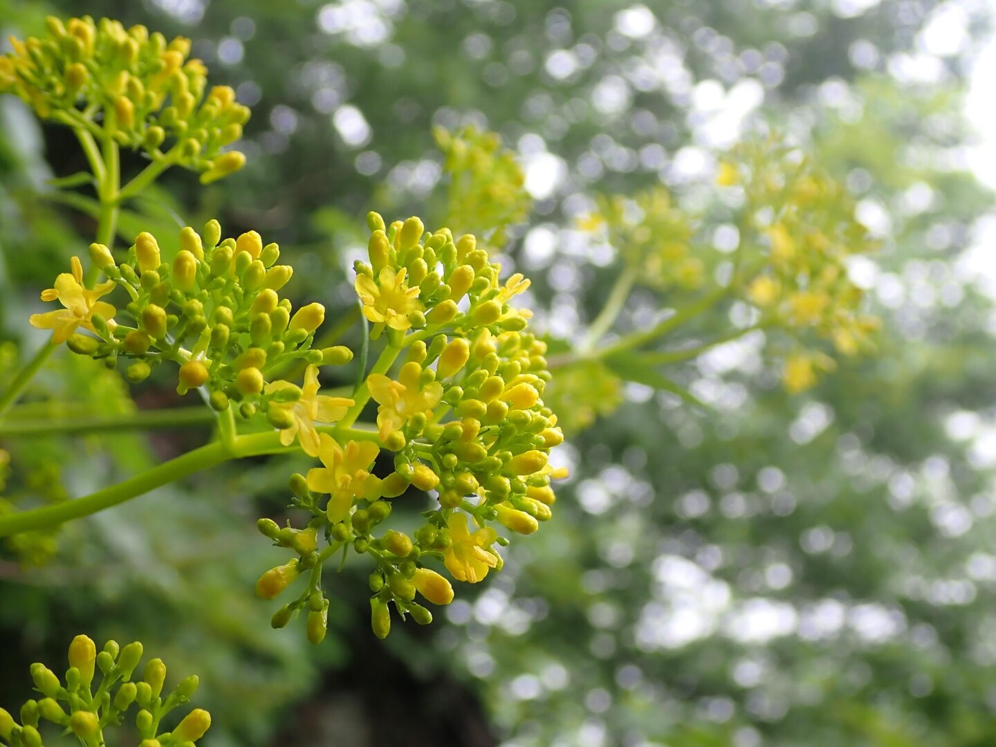 オオキンレイカで黄色くなあれ！青葉山 / 虫さんの青葉山の活動データ YAMAP / ヤマップ