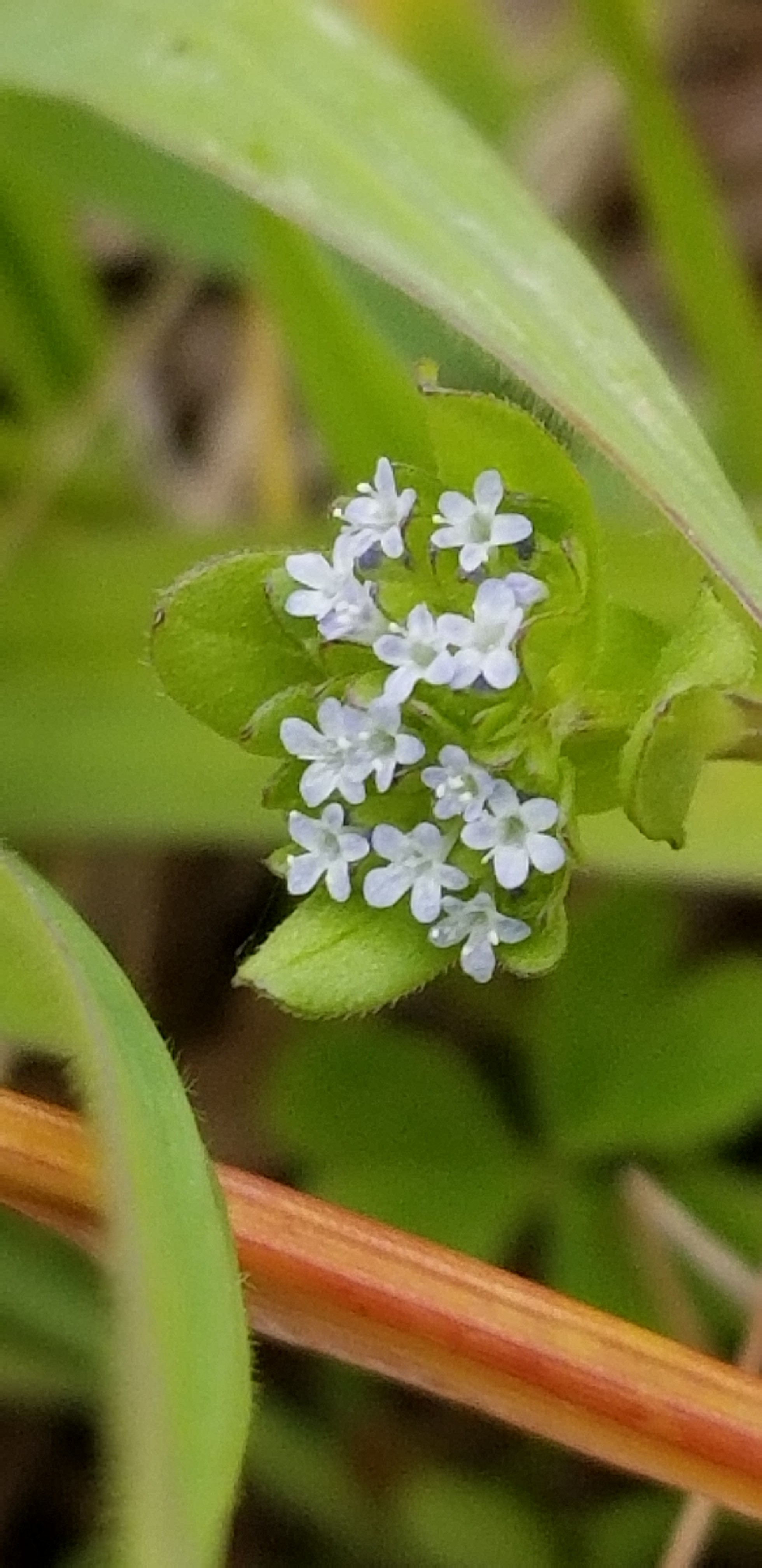 江戸川ハイキング 野草をたずねて ヤマカズさんの松戸市の活動日記 Yamap ヤマップ