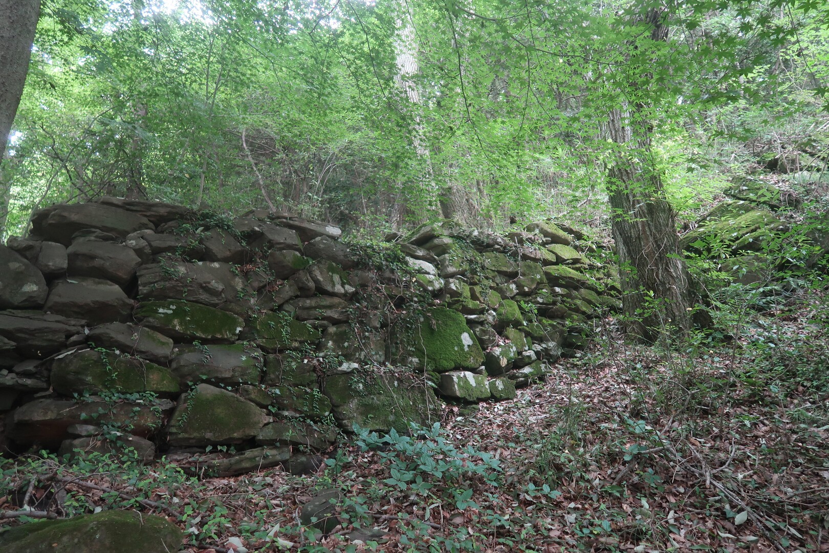 城山〜古代山城の軌跡を巡る〜 / はんぺんフライさんの城山・郷師山の活動データ YAMAP / ヤマップ