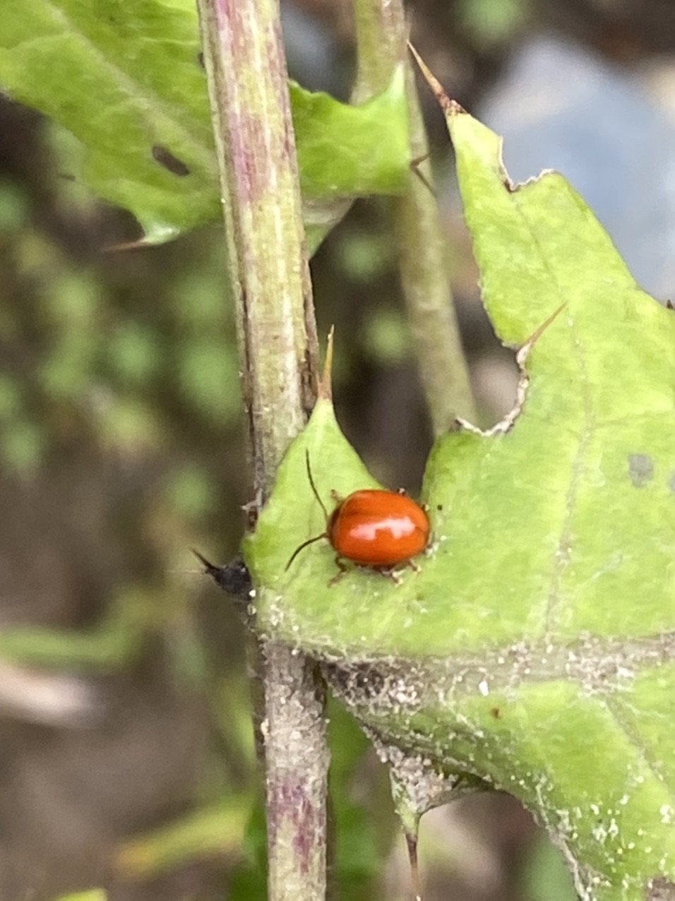 尾瀬ヶ原散策 Yuriさんの尾瀬 燧ヶ岳の活動日記 Yamap ヤマップ