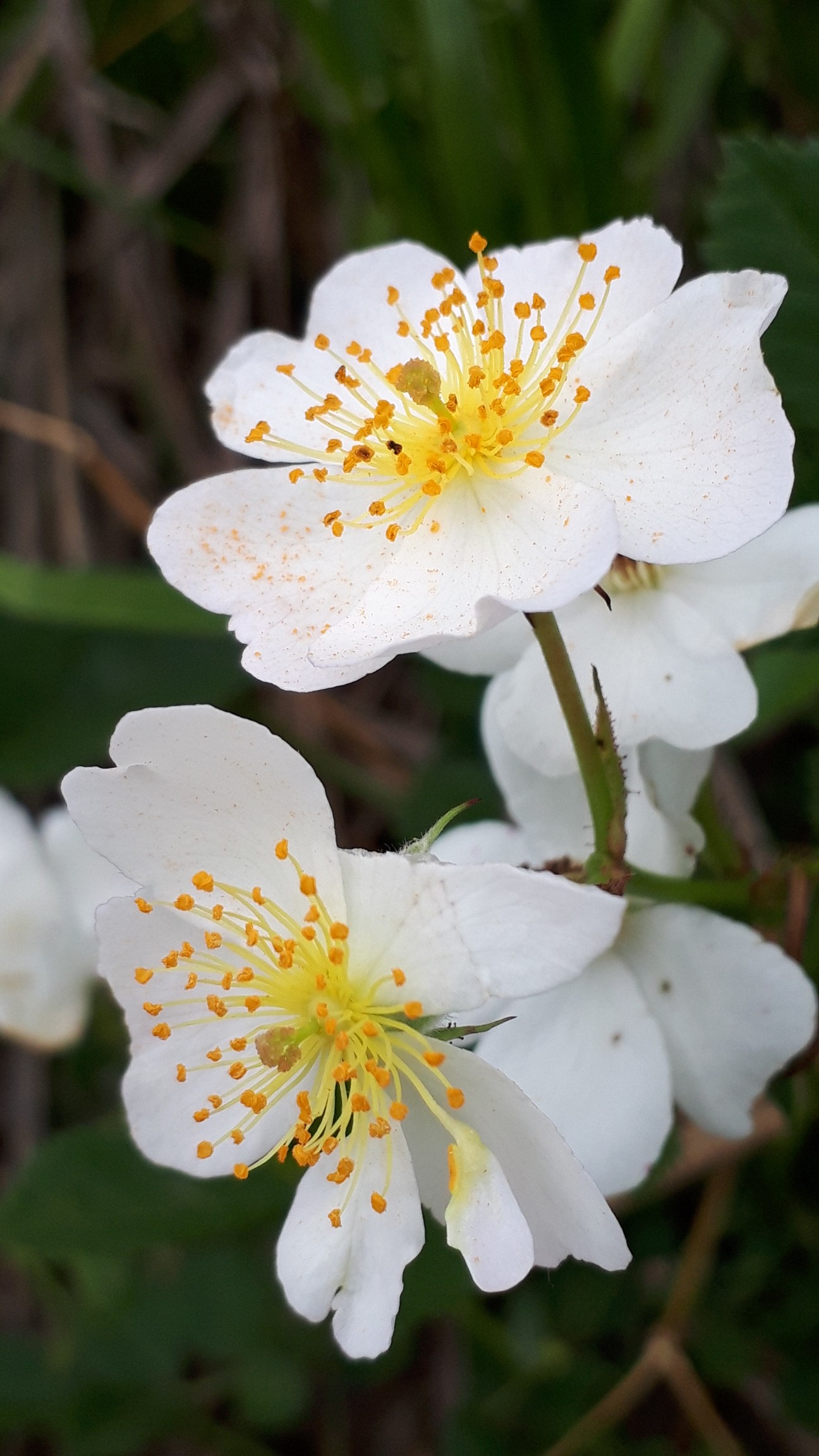 いつもの周回サイクリング 川越市 05 12 けんちゃんさんの川越市の活動日記 Yamap ヤマップ