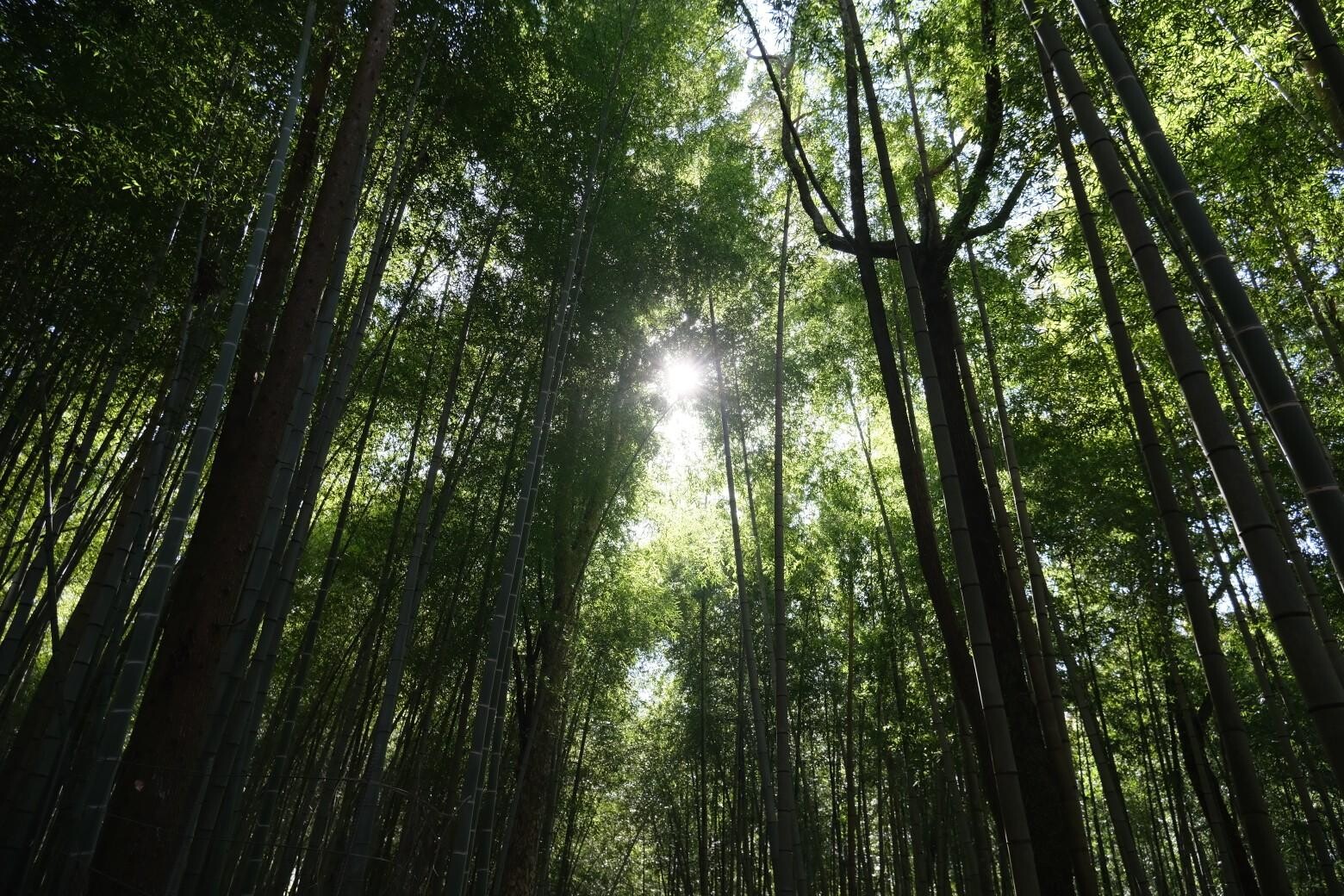 月出山岳（二番坊主）・月出山岳（一番坊主）・月出山岳（三番坊主） / つとむさんの月出山岳の活動データ | YAMAP / ヤマップ
