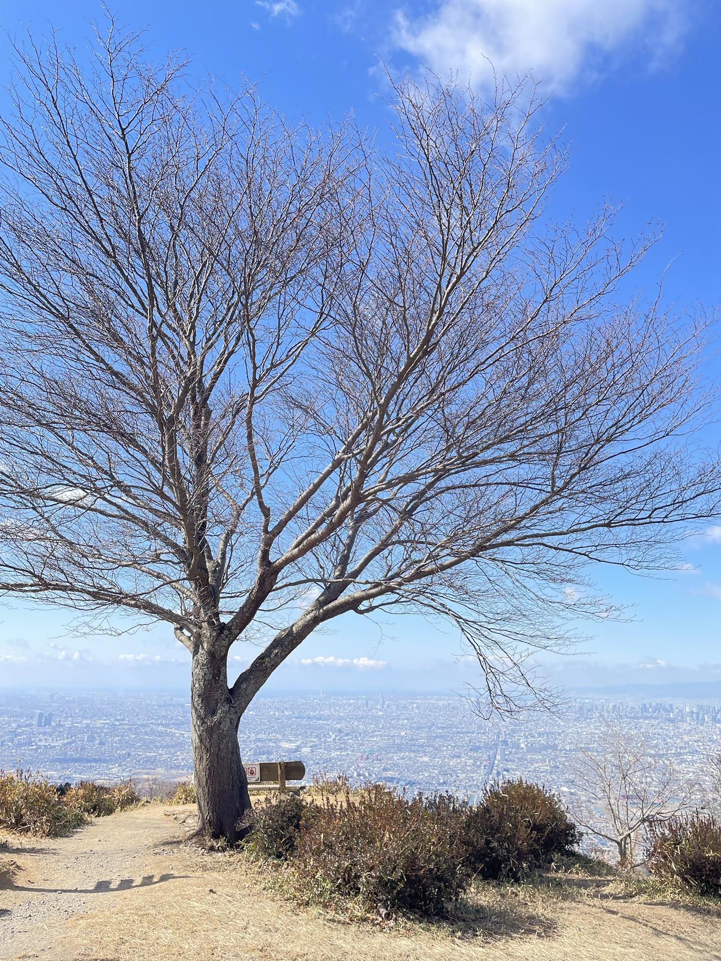 タタラ山・大原山 / etnara88さんの生駒山・神津嶽・大原山の活動