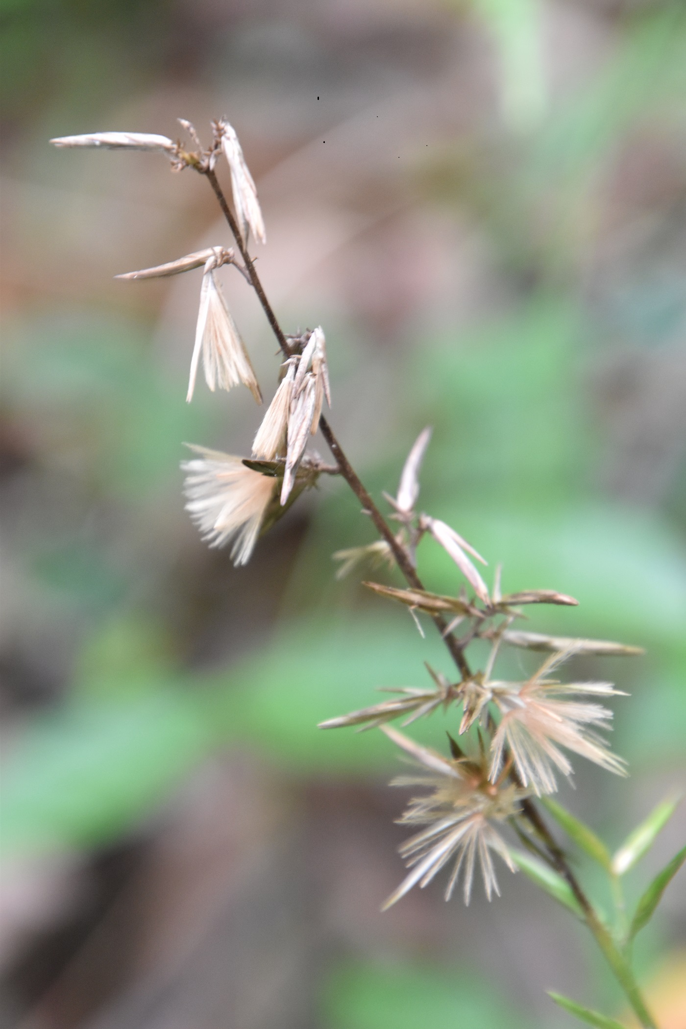 花ップ キッコウハグマの花を探しに高梁自然公園へ 19 10 あかべいさんの備中松山城の活動日記 Yamap ヤマップ