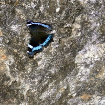 ギフチョウ♂/和歌山県.龍門山産【標本】 ギフチョウ♂/和歌山県.龍門山産【標本】 ギフチョウ♂/和歌山県.龍門