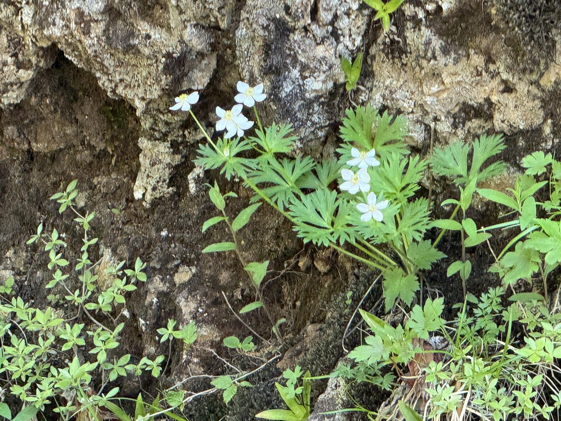 皇海山・袈裟丸山・庚申山 岩場に咲く🌸