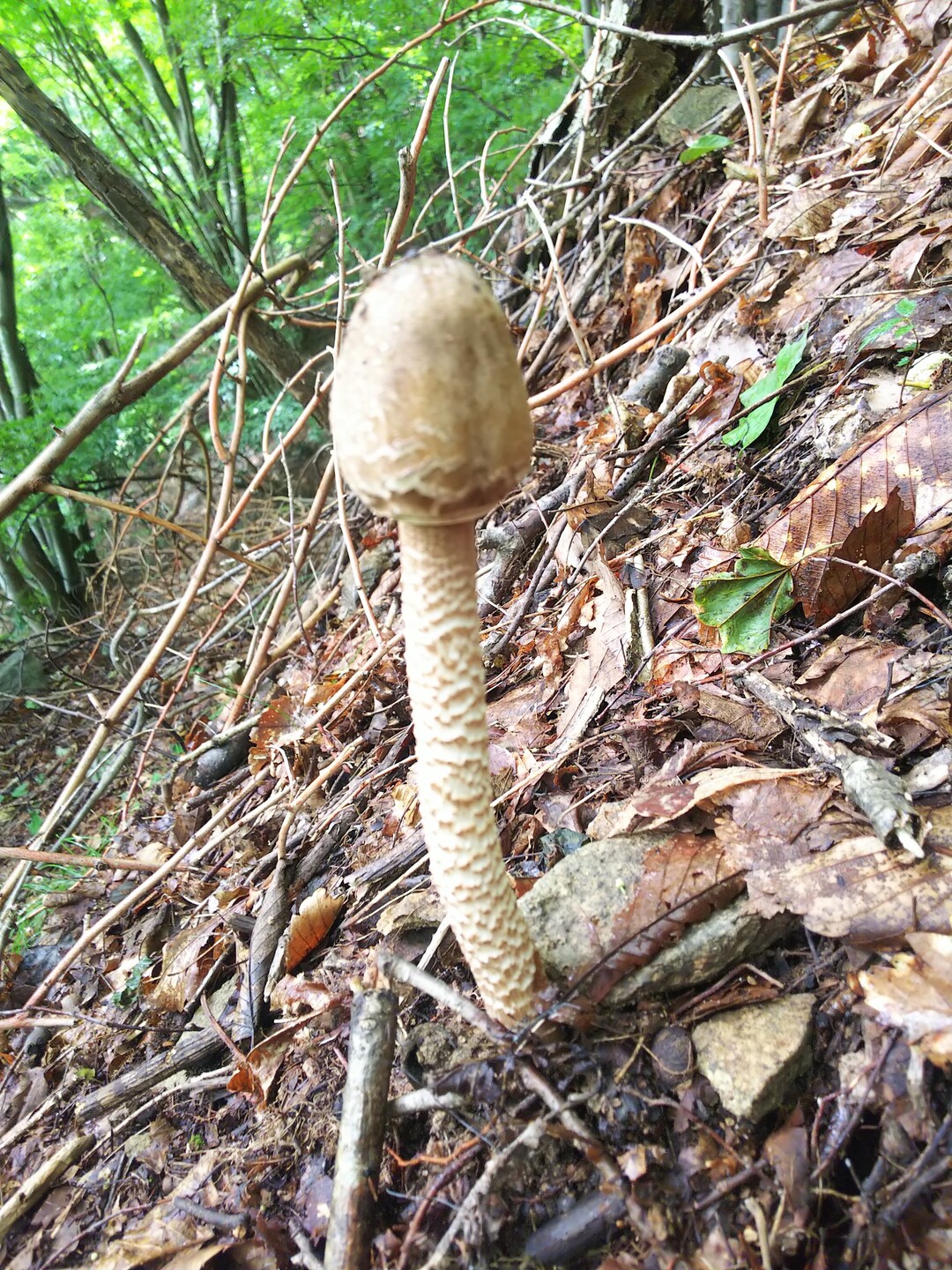 戸谷峰 三才山 戸谷峰の写真8枚目 カラカサタケの仲間かな Yamap ヤマップ