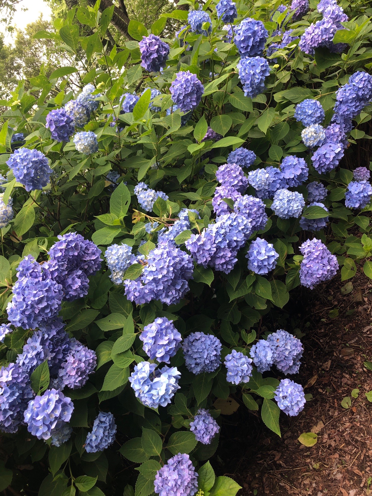 生駒山 あじさい園 Dourakuさんの生駒山 神津嶽 大原山の活動データ Yamap ヤマップ