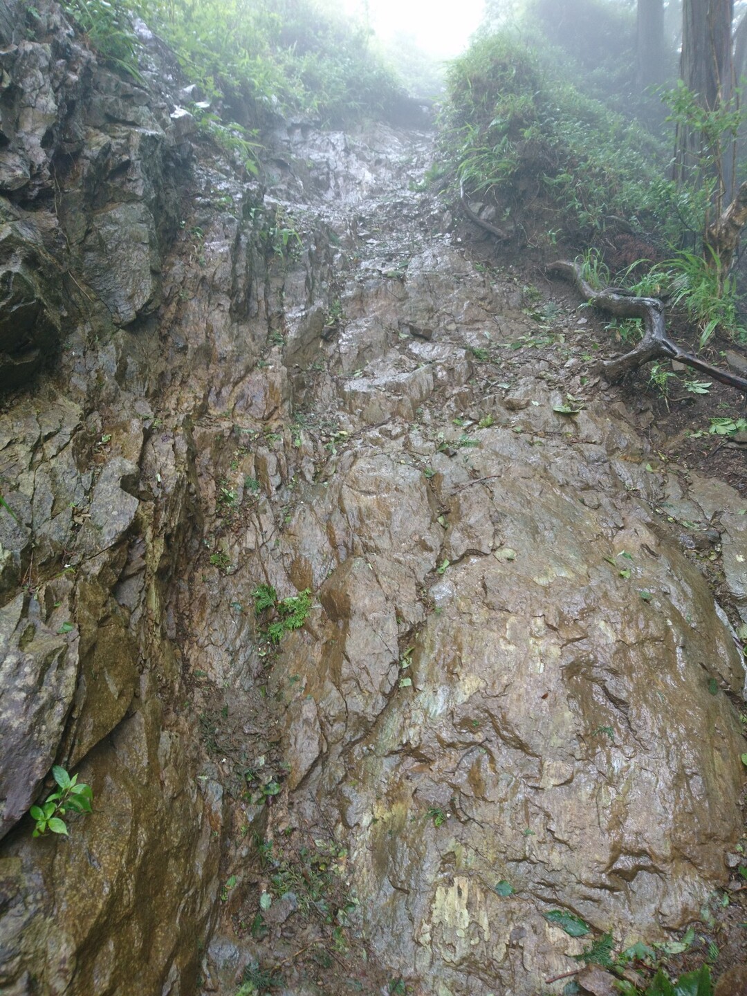 戸沢山荘から塔ノ岳周回 19 07 10 うっちゃんさんの丹沢山の活動日記 Yamap ヤマップ