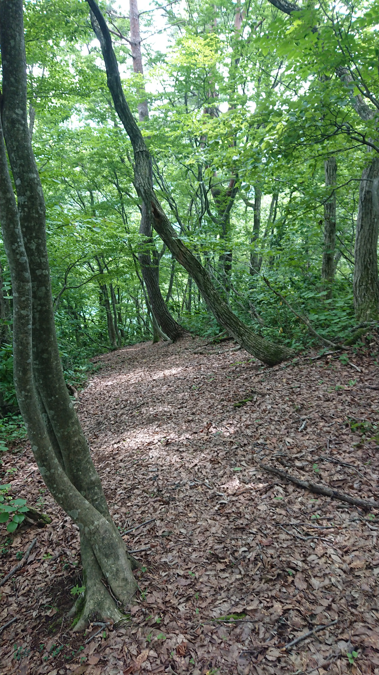 木六山・銀次郎山 鉄塔巡視道に出ました
写真を撮ってる後ろ側に進みます