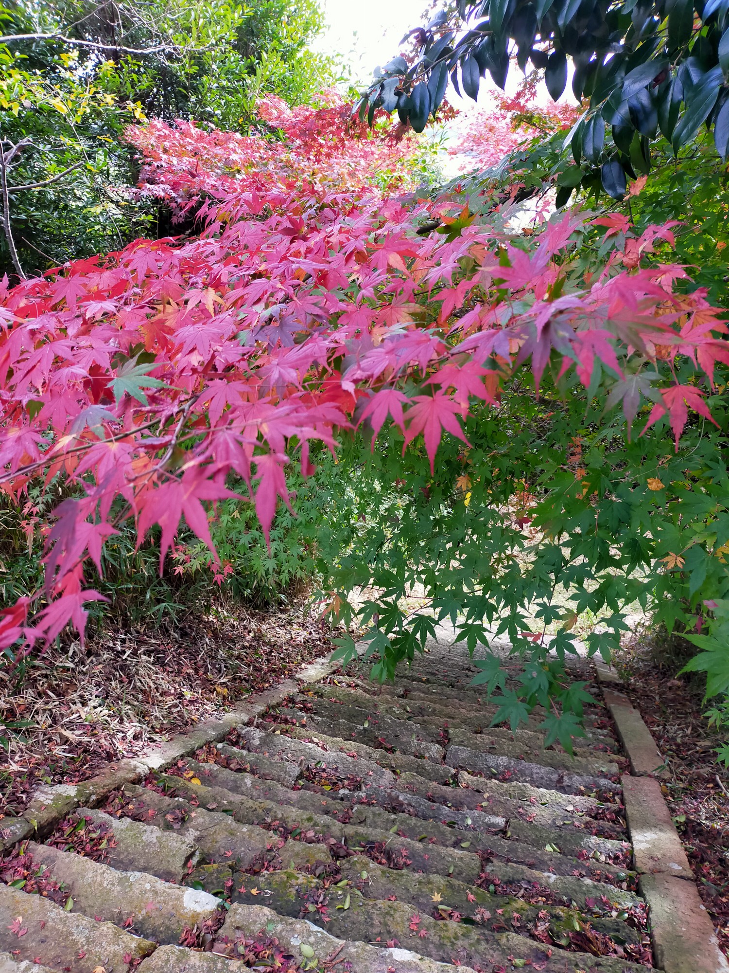 食べたカロリーは すぐ雌岡山で 山ぐっさん 山口正二 さんの雄岡山 雌岡山の活動データ Yamap ヤマップ