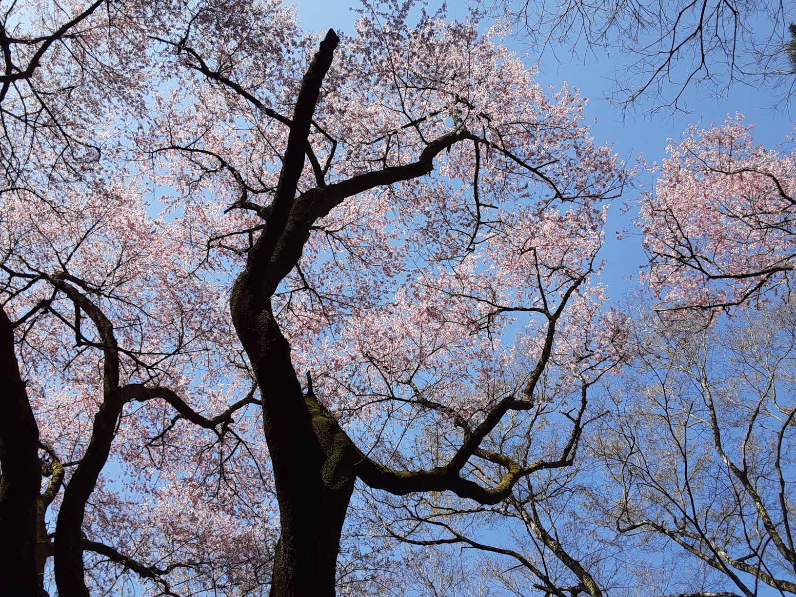 お花見登山 源平桜 バリルートで福智山 鷹取山 虎尾桜 ふぅちゃん さんの福智山 尺岳 雲取山の活動日記 Yamap ヤマップ
