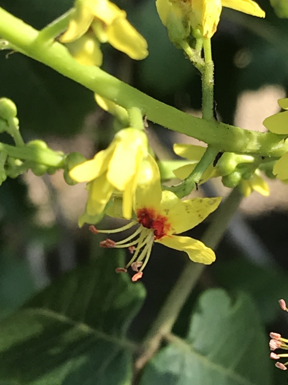 モクゲンジ 木患子 の花 見っけ はっぴいえんどさんのモーメント Yamap ヤマップ