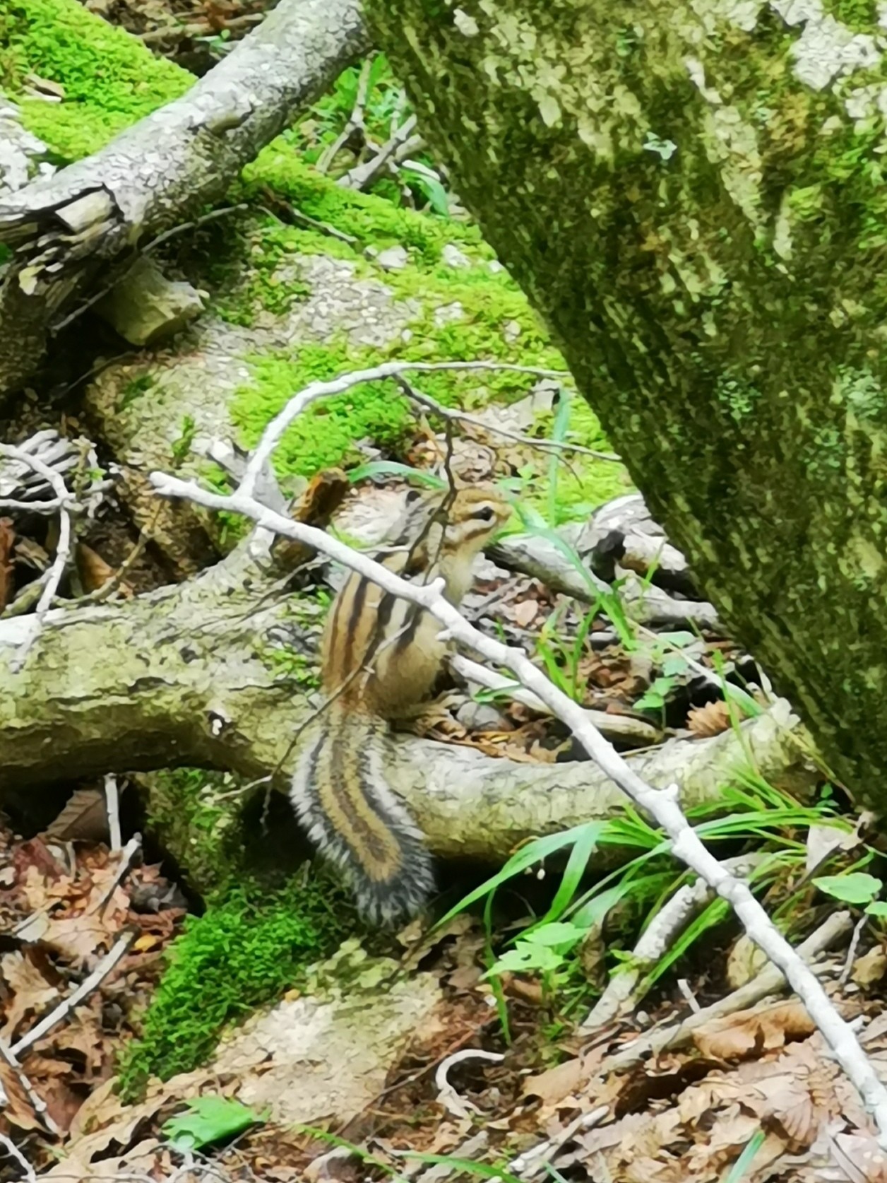 ささやかな願いは本気で諦めたら叶うの法則 鈴北岳 鈴ヶ岳 御池岳 くろろんさんの藤原岳 御池岳の活動データ Yamap ヤマップ