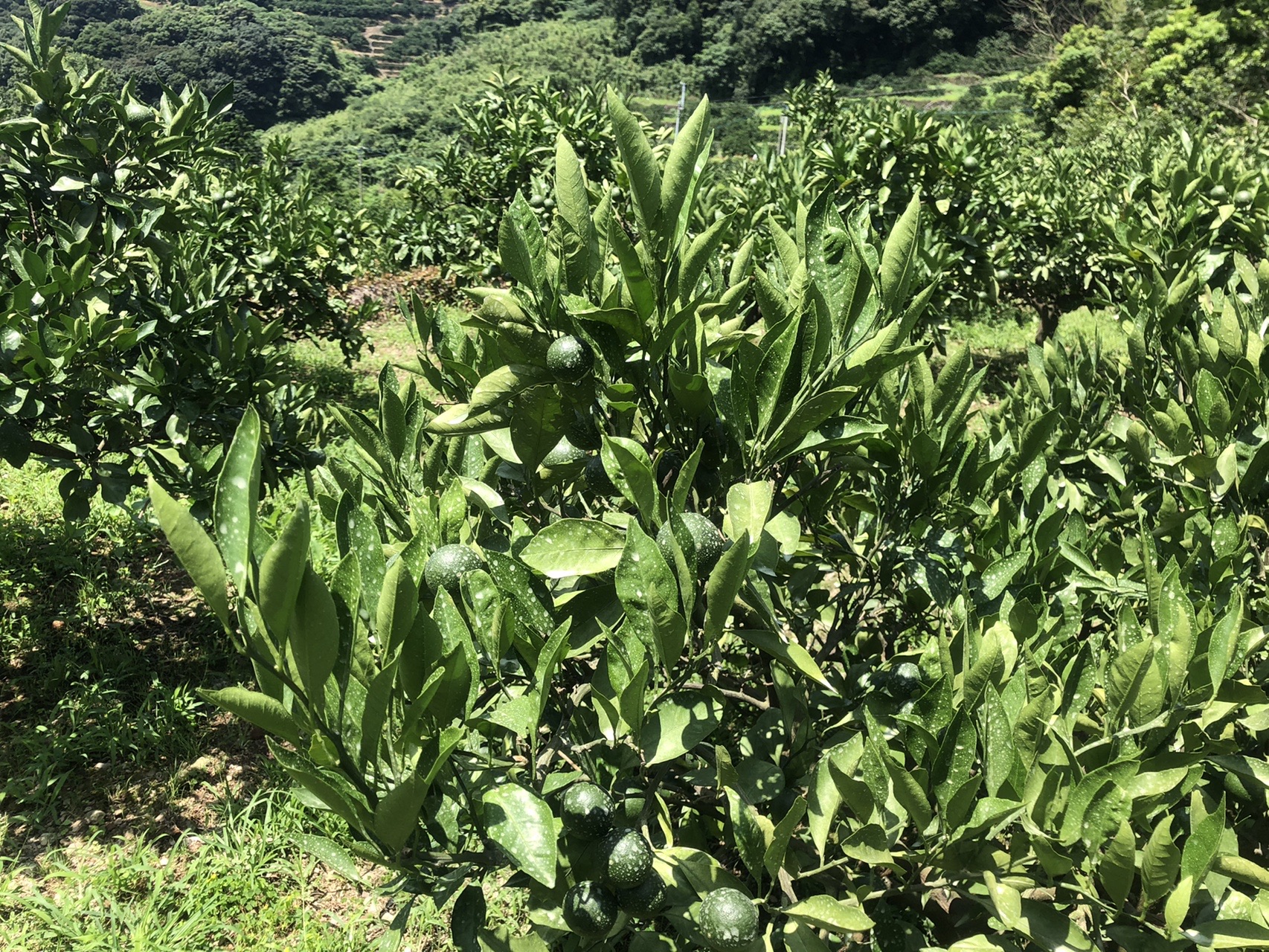 マスオさんは辛いよー 天草編 ヒデさんの下島 天草諸島 北エリア 染岳 角山の活動日記 Yamap ヤマップ