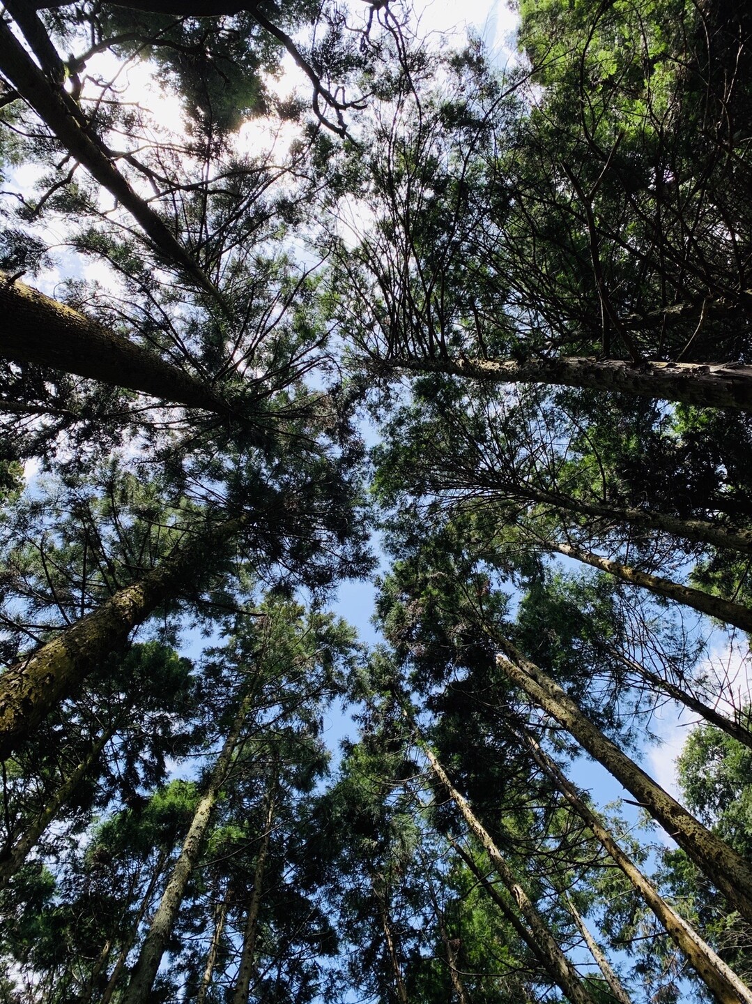 ポンポンポーンとポンポン山 ポンポン山 釈迦岳 小塩山 若山の写真10枚目 撮りたくなる構図 Yamap ヤマップ
