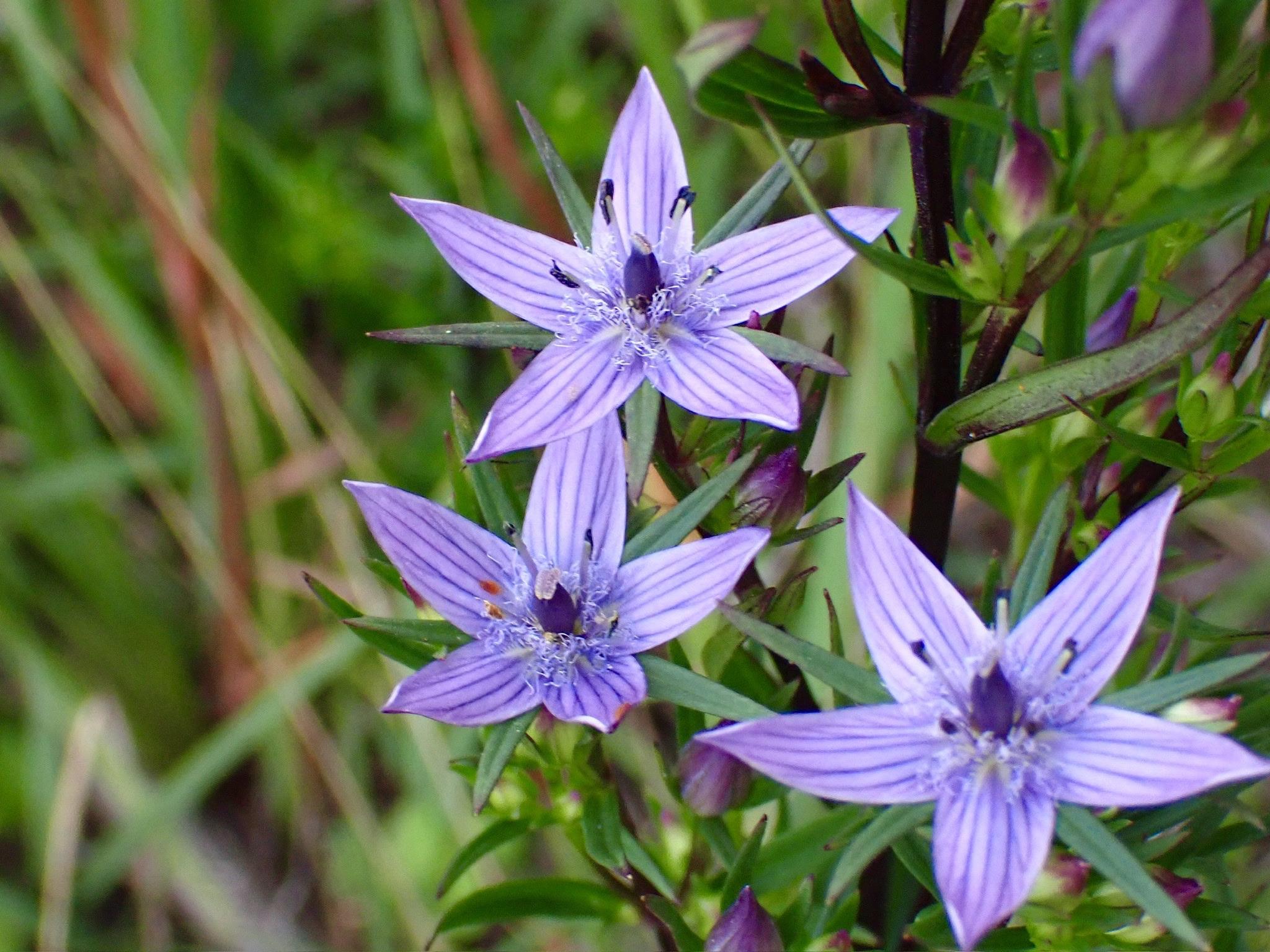 ムラサキセンブリ』 リンドウ科 セン / サンピカさんのモーメント