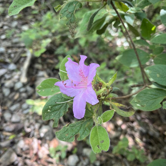 五井山・宮路山・御堂山 もう終わりかけですね