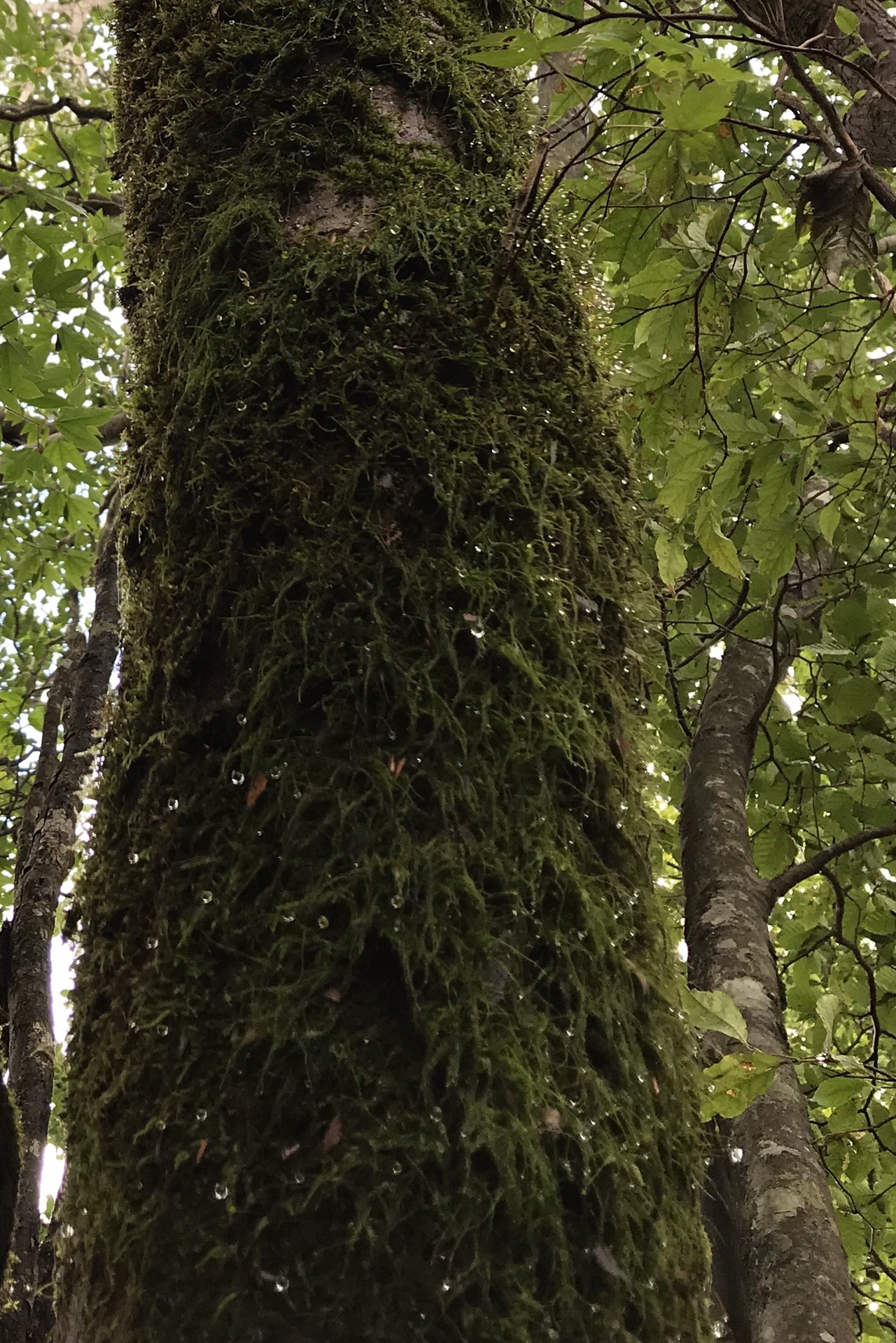 国見山 霧に包まれた森 Maririnさんの国見山 徳島県 の活動データ Yamap ヤマップ