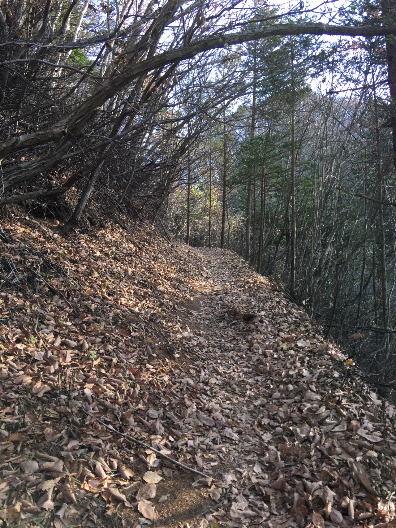 寒かったけどステキ登山道 荒船山٩ ๑ ᴗ ๑ ۶ フミさんの荒船山 物語山 大屋山の活動日記 Yamap ヤマップ